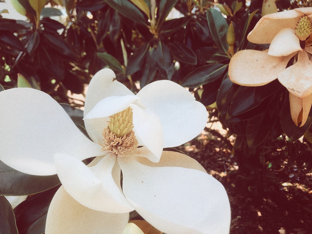 Photo Magnolia tree