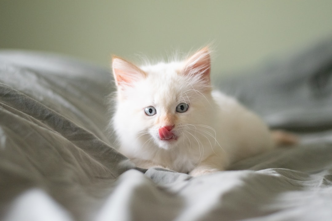 Photo White kitten